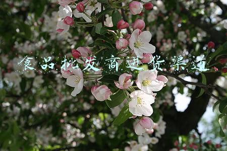 食品批发商进货渠道
