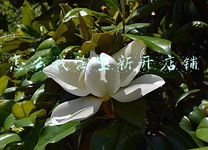 怎么找淘宝新开店铺
