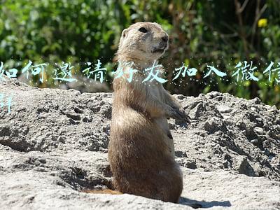 如何邀请好友加入微信群