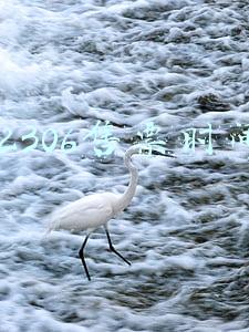 12306售票时间