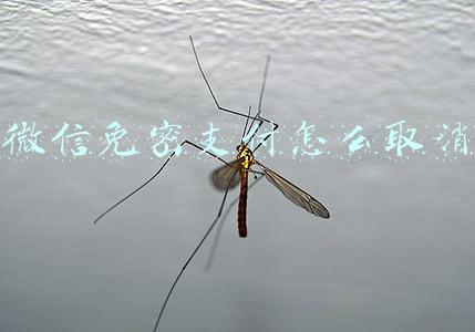 微信免密支付怎么取消