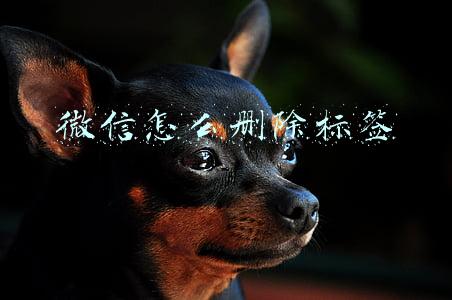 微信怎么删除标签