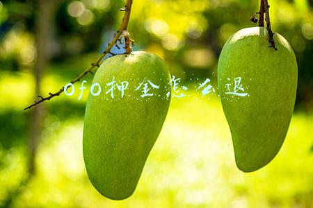 ofo押金怎么退