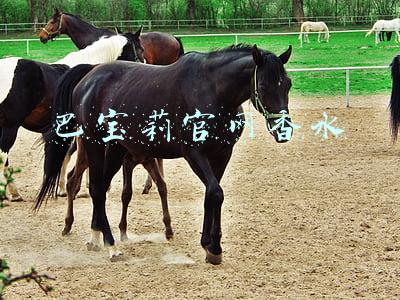 巴宝莉官网香水