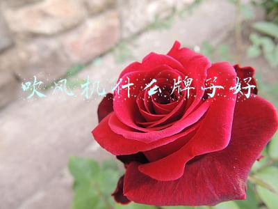 吹风机什么牌子好