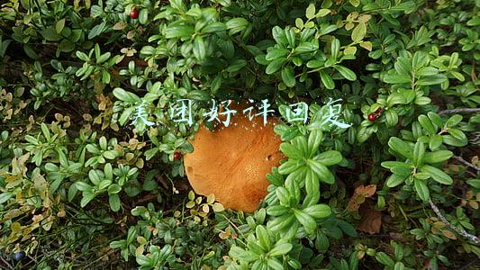美团好评回复客人大全(关于美团点评的好评回复技巧)