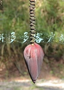 拼多多客户端