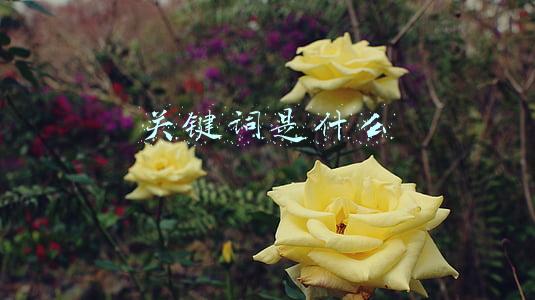 关键词是什么