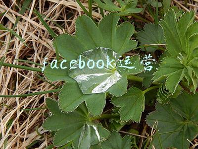 facebook运营