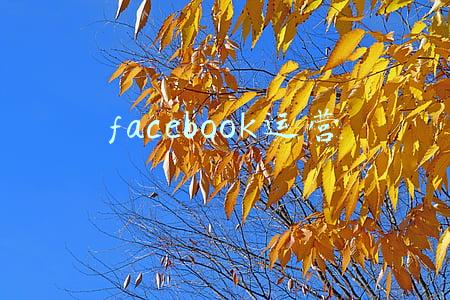 facebook运营招聘(科技早报 | Facebook二季度财报超预期 小米自动驾驶部门招聘500人)