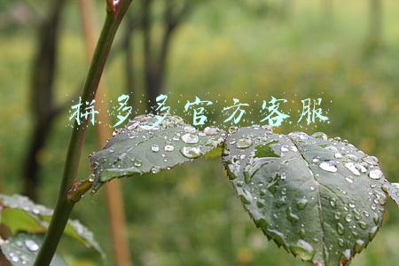 拼多多官方客服