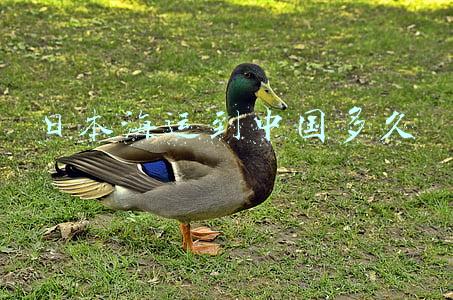日本海运到中国多久