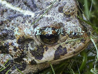 支付宝借呗利息
