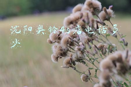 最新的支持sivilink的手机：沈阳奥铃4s店地址电话