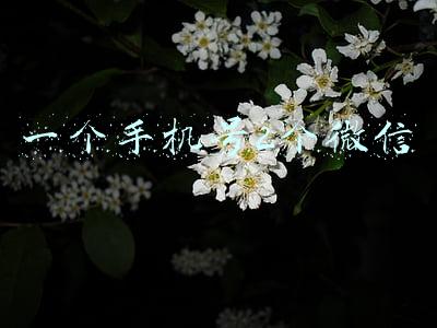 一个手机号2个微信