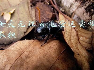 七天无理由退货运费谁承担