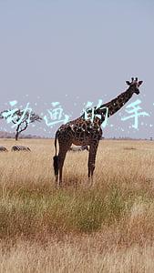 自己做动画的手机软件 自己做动画的手机软件