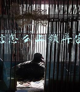 苹果微信怎么上锁屏密码(事关个人收款码，微信、支付宝发布公告)