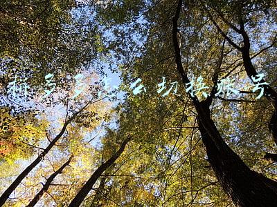 拼多多怎么切换账号登陆(拼多多手机类目“以旧换新”业务相关问题解答)