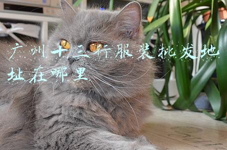 广州十三行服装批发地址在哪里