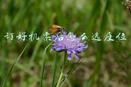 订好机票后怎么选座位