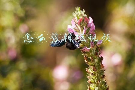 怎么剪辑短视频 怎么剪辑短视频