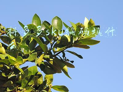 拼多多sku编码填什么