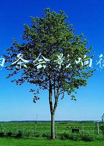 京东白条会影响征信吗