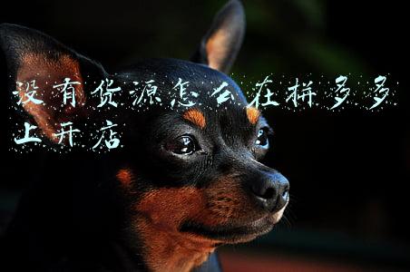 没有货源怎么在拼多多上开店直播(做抖音小店需要自己直播吗？没有货源可以做吗？小白提问)
