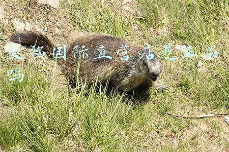 天猫国际直营店是正品吗