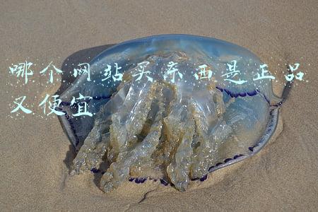 哪个网站买东西是正品又便宜
