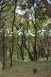 抖音怎么发才能火