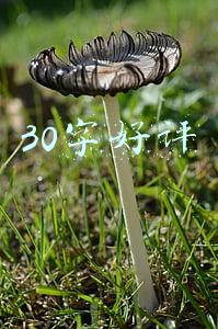 30字好评
