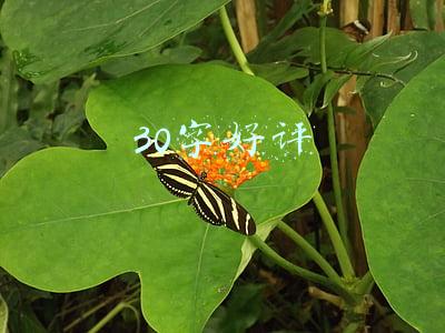 30字好评