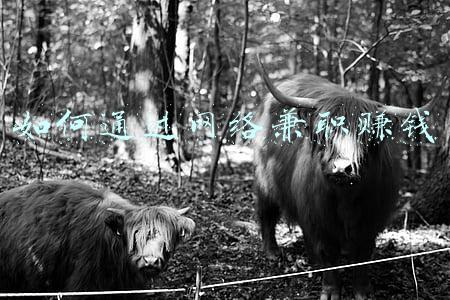 如何通过网络兼职赚钱