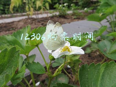 12306购票时间段新规2021(2021春运购票日历 预售时间有调整)