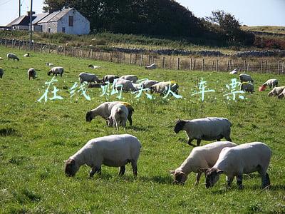在线购买火车票