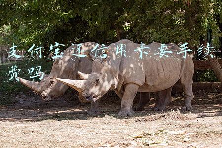 支付宝还信用卡要手续费吗 支付宝还信用卡要手续费吗