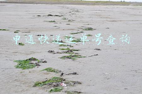 申通快递运单号查询物流100(申通快递单号查询接口 物流对接平台)