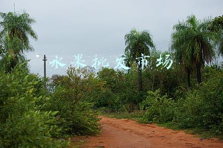 水果批发市场在哪里(龙眼降价，车厘子、草莓价格上涨，成都最大水果批发市场迎来水果交易高峰)