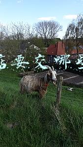 开网店需要花钱吗(淘宝开店费用介绍)