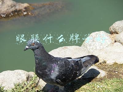 眼膜什么牌子好