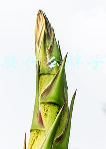 眼膜什么牌子好