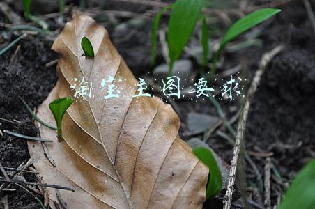 淘宝主图要求