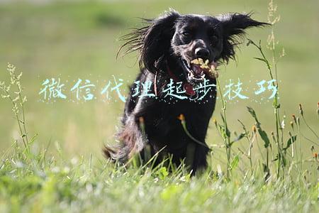 微信代理起步技巧