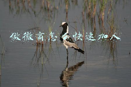 微商如何能快速加上人(微商让别人主动加你的方法，精准引流客户的思路)