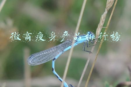 微商瘦身产品排行榜