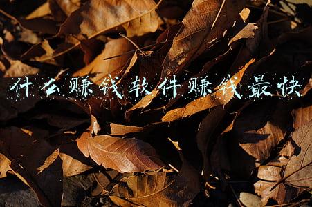 什么赚钱软件赚钱最快最多(分享比较靠谱的赚钱软件)
