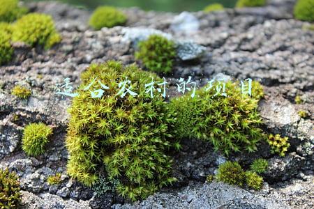 适合农村的项目有哪些,全程扶持创业!(10种村级集体经济发展模式，你们村适合哪一种？)