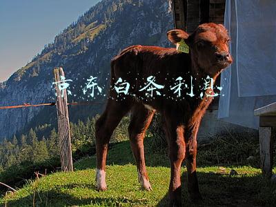 京东白条利息